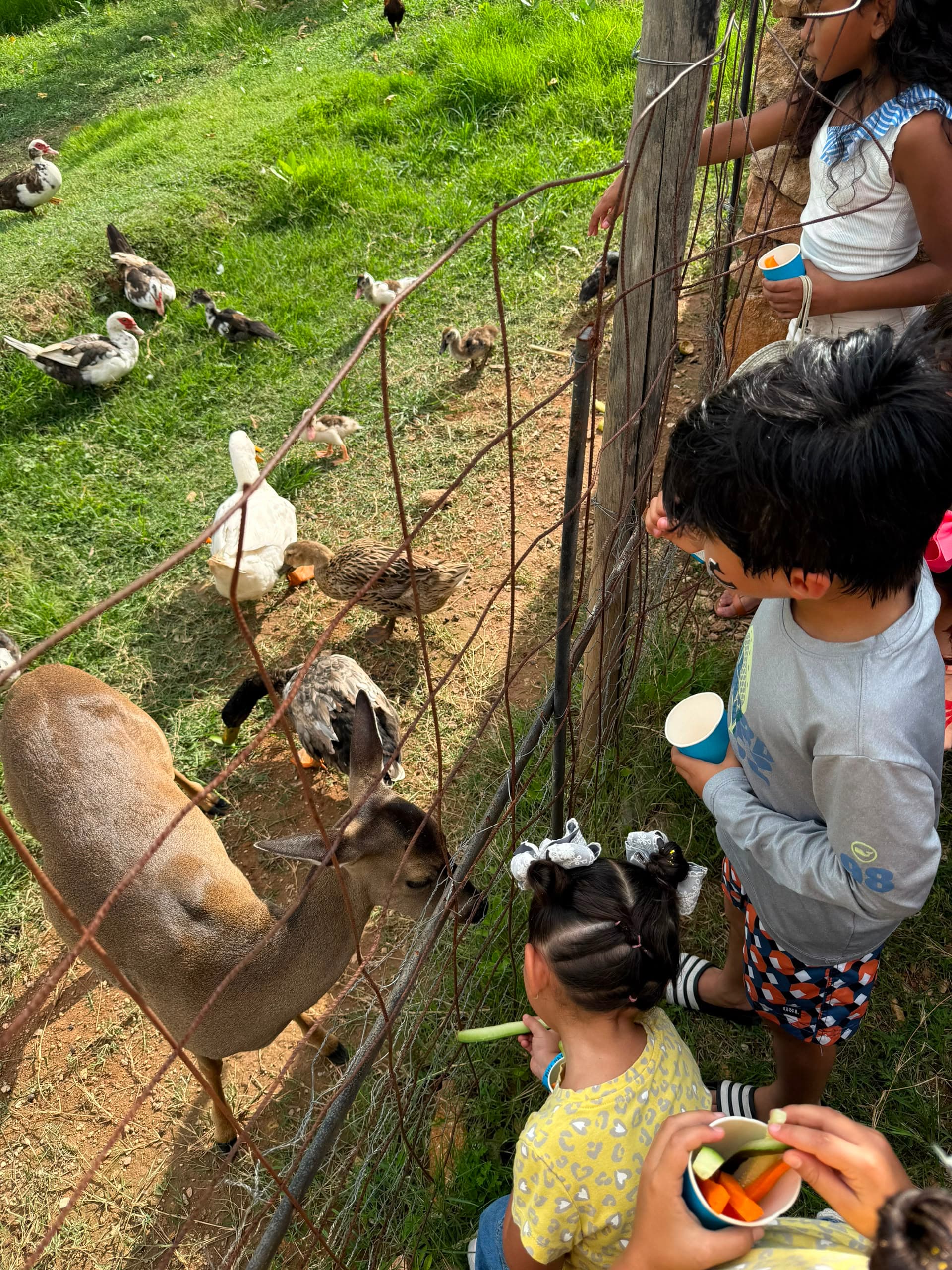 Niños dando de comer a los venados